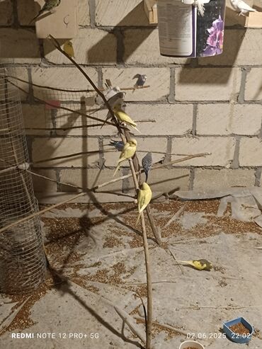 Tutuquşları: Salam hər vaxtınız xeyir olsun. Təzə yemə düşmüş balalar, Varyerdə