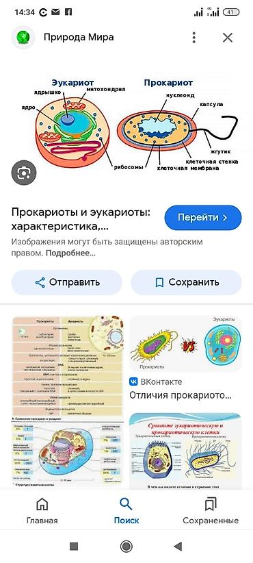 Репетиторы школьной программы: Репетитор Биология, Химия — 8