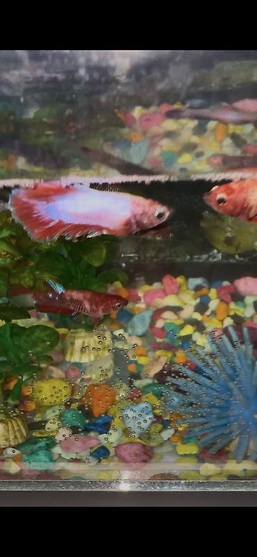 Рыбы: Бойцовые рыбки (Betta splendens) — разноцветные самцы и самки — 3