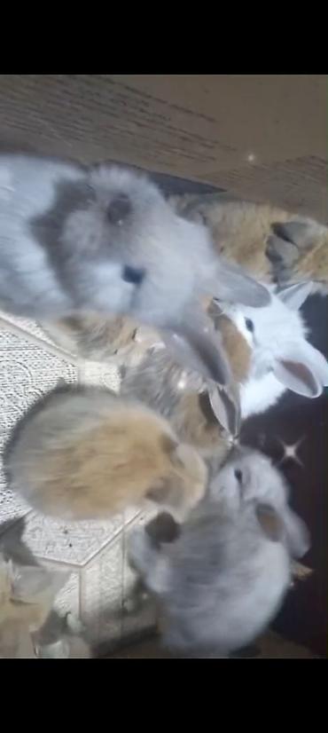 Dovşanlar: Cins ve yerli dovşan balalari. Böyuyen ve boyumeyen. Tek ve top — 8