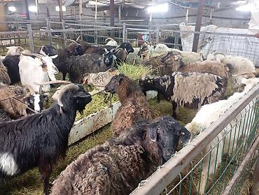 Козы, козлы: Продаю | Коза (самка) — 9