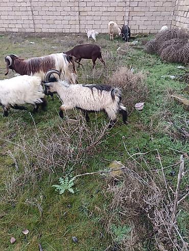 Keçilər, çəpişlər: Çəpiş keçi qoyun sürü və ya tək tək satram. Qiymet ferqlidirMəhsul — 3