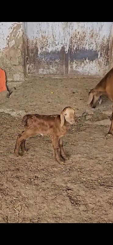 Qoyunlar, qoçlar: Qoyun – ana ilə bala(s)ı - Cins: ehtimalən yerli/ətlik-dövlətlik — 2