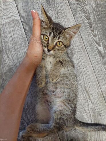 Коты: Котята подростки 4-6 месяцев кострирован стерилизована привиты