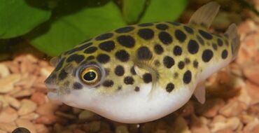 маленькие собаки в баку: Salam aleykum tetradon yaşıl kimdə varsa yazsın lalafo.az -da маленькие собаки в баку: Salam aleykum tetradon yaşıl kimdə varsa yazsın