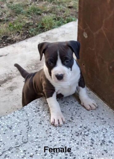 Psi: U ponudi prelepi stenci americkog staforda 2 zenke i 1 muzijak na lalafo.rs — 7 Psi: U ponudi prelepi stenci americkog staforda 2 zenke i 1 muzijak — 7