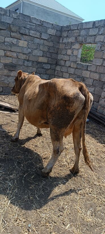 simental inekler satilir: Dişi, il: 1, 140 kq, Ətlik, Pulsuz çatdırılma