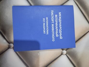 İtlər: Kane-Korso, 2 il, Erkek, Peyvəndli, Ünvandan götürmə — 4