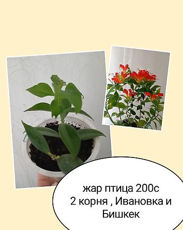 Жар-птица (декоративное комнатное растение). - Черенок с 2 корнями at lalafo.kg Жар-птица (декоративное комнатное растение). - Черенок с 2 корнями