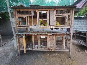 клеточное оборудование для кур несушек: Кролятники. от 1500 сом, по состоянию. В хорошем состоянии 3000 сом