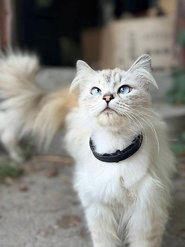 кошки свинкс: Отдам даром кошку-котенка в добрые руки! Они с голубыми глазами и — 3
