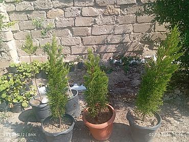 beryoza ağacı azerbaycan dilinde: Limonnu yolka 3 eded qalib 3unde gotrsez cemin30azn Thuja (ərəb — 1