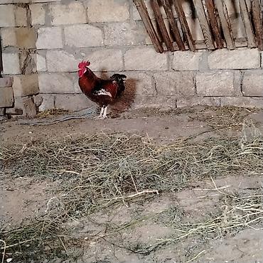 kanada sortu hinduska: Xoruz, il: 3, Ünvandan götürmə — 3