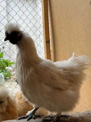 продажа цыплят несушек: Китайский шелк две курочки в наличии продажа, яйца несут каждый день