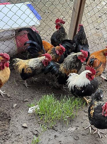 Куры, петухи: Продаю | Петух, Куры | Для разведения — 2