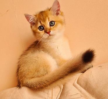 Pişiklər: Britan — 4