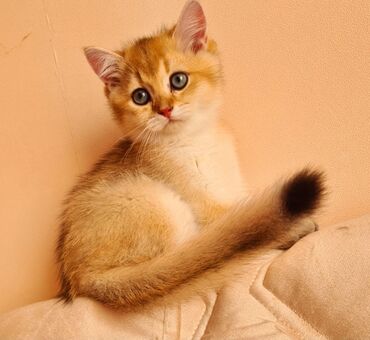 Pişiklər: Şotland yastı qulaq, Erkək, Dişi, Yaxşı əllərə, Ünvandan götürmə, Pulsuz çatdırılma, Ödənişli çatdırılma — 64