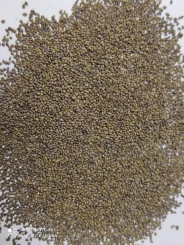 Клевер: Беде Урук сатылат,тап таза,кара беде 7 жыл,Магнитка,пектус,Урук — 8