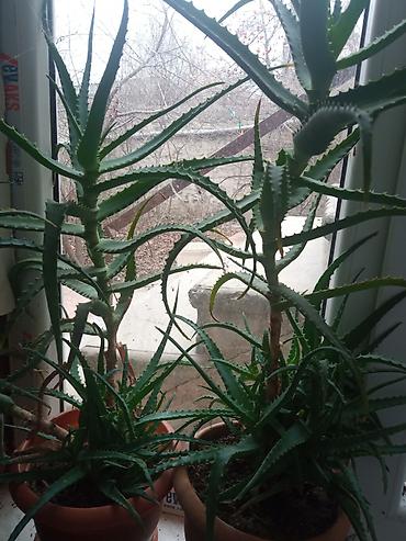 otaq termometri: Aloe vera (sukulent) otaq bitkisi - Növlər: klassik aloe (şirəli — 1