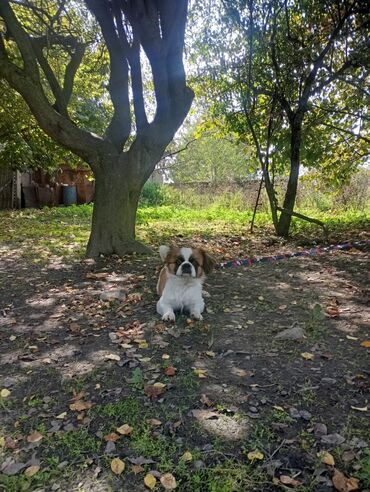 çoban iti balası: Pekines, 10 ay, Erkek