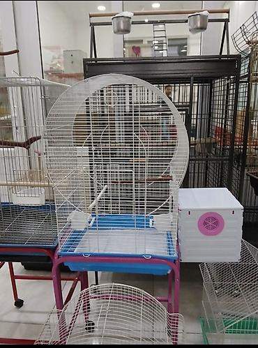 akvarium balıq novləri: Qefesler Bayram edirimleri her zovqe her cesde her novde her regde — 2