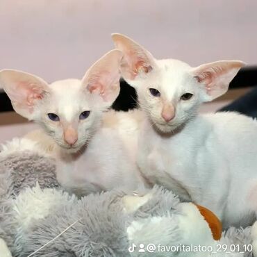 Коты: Ориенталы Кот Белый голубоглазый ORI w61 Кошечка белая разноглазая