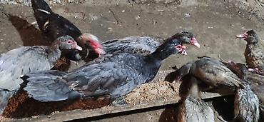 geref qus: LAL ÖRDƏK - Növ: Lal ördək, krasnadar, amerikan sortu (Muscovy — 5