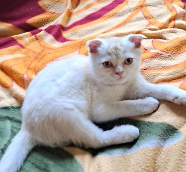 Осталось 2 шотладских вислоухих котёнка(скоттиш фолд).Окрас бело- at lalafo.kg — 6 Осталось 2 шотладских вислоухих котёнка(скоттиш фолд).Окрас бело- — 6