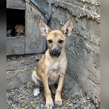 Отдам даром собаку: Собака даром: Звонок, 3 месяца, Самка, С прививкой