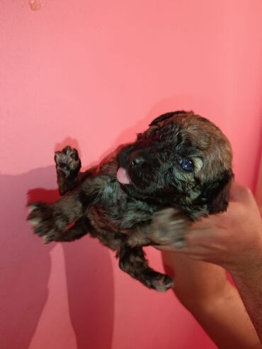 Digər kənd təsərrüfatı heyvanları: Pudel balaları satılır. iki həftəlikdililər. 1 ay yarımında götürə — 4