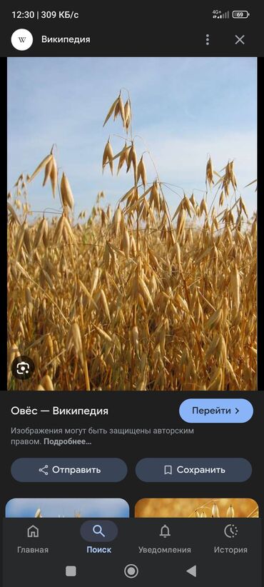 сколько стоит домик для кошки: Сулуу(овёс)сатылат 3 тоннадай мишоко салынган Чок Тал айылында