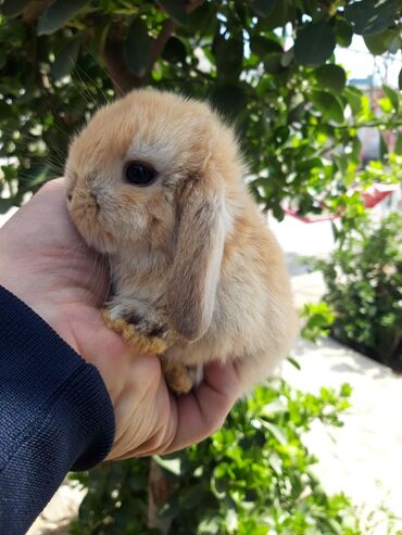 ərəb dovşanı: Salam karlik dovsanlar satilir isdeyen buyursun vatsapda aktivdi