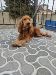 İtlər: Koker spaniyel, 1 il, Erkek, Peyvəndli -da lalafo.az — 2 İtlər: Koker spaniyel, 1 il, Erkek, Peyvəndli — 2