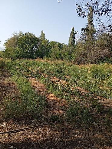 ошский рынок место: Дом с участком и мебелью Сокулук село Саз 52 сотых по красный книге — 6