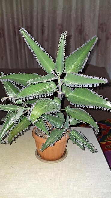 каланхоэ: Продаю лечебный каланхоэ Дегремона (Bryophyllum daigremontianum) 1 — 3