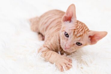 ошейник для котят: Предлагаю к продаже котят породы сфинкса. Милые веселые и ласковые