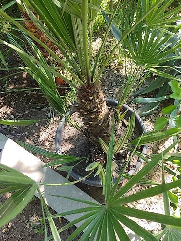 bitki guli: Yelpəzəyarpaq xurma (Chamaerops humilis) – qara plastik dibçəkdə — 4