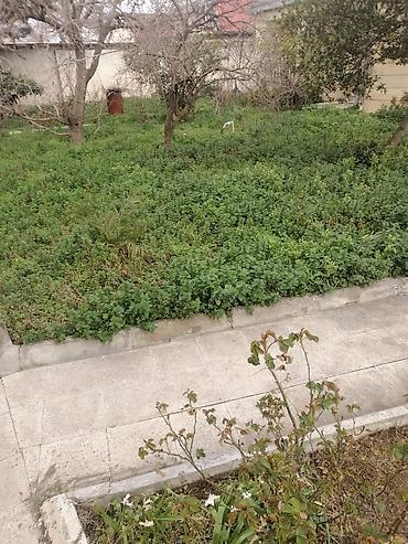 lan: Bağban, 44 yaş, 5 ildən artıq təcrübə — 2