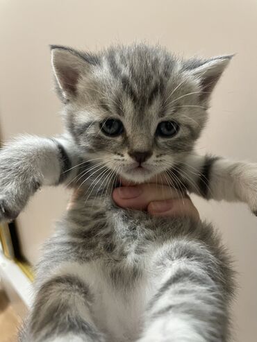 котята норвежской лесной кошки: Срочно продаются Котята шотландцы, возраст 4 недели. 2 мальчика,2