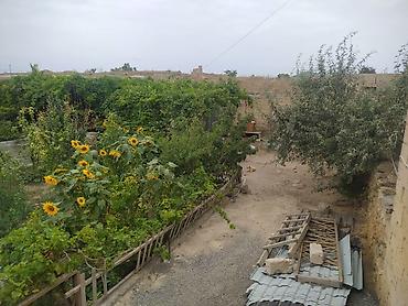 usda aleti: Məhsul: Meyvə və tərəvəzli fərdi bağ sahəsi Təsvir: - Yaşıl və sərin — 2