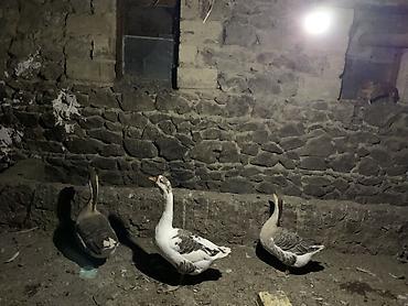 qaz cücəsi: Qaz dəstəsi – 3 baş - Növ: yerli/Asiya tipli qazlar (boz-ağ ləkəli) - — 1