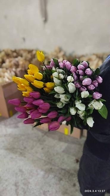 Букеты из живых цветов: Продаем тюльпаны отличного качества, высота и бутон крупный, высокие — 12