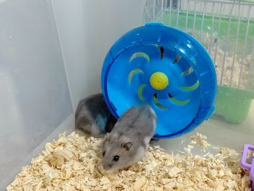 Gəmiricilər: Salam aleykum Cırtdan hamsterlər - Növ: cırtdan (Djungarian) hamster — 10