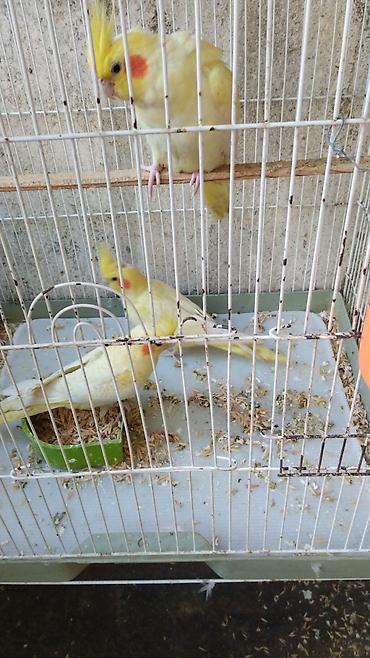 korella satışı: Watsapla elaqe saxlayin Məhsul: Nimfa tutuquşuları (Cockatiel) — 3