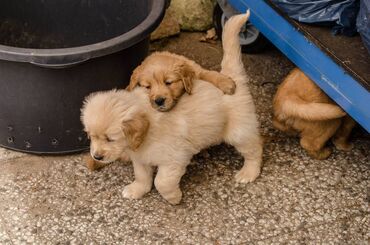 Άλλα: Εξαιρετικά κουτάβια Golden Retriever για δωρεάν υιοθεσία Δεν είμαστε