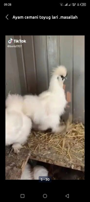 Toyuqlar: Toyuq, Damazlıq, Ödənişli çatdırılma — 28