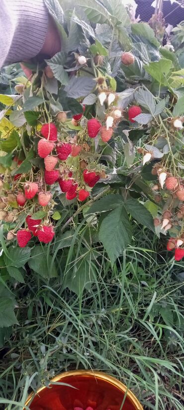 пчелка сатылат: Малина at lalafo.kg пчелка сатылат: Малина