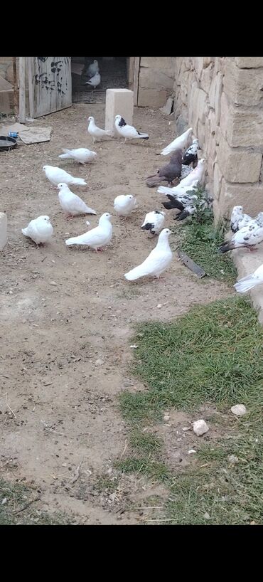 Göyərçinlər: Quşlar satılır kom 3 m üsd üsdə çoxsu çütdü tam sağlam heyvanlardı 30 — 9