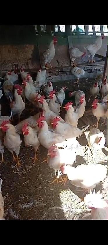 утки с утятами: Продаю | Куры | Домашняя | Несушки — 1