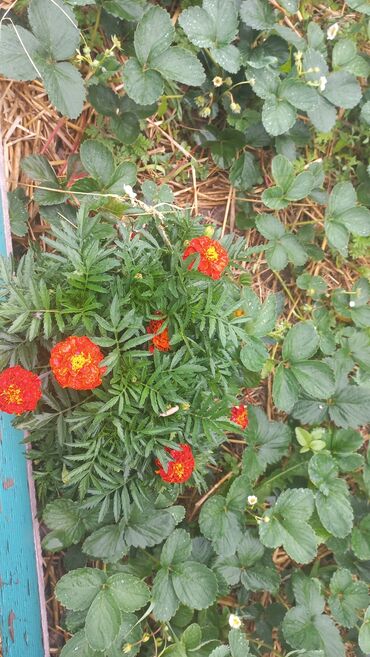 Садовые цветы и кустарники: Рассада цветка: Хризантемы — 9